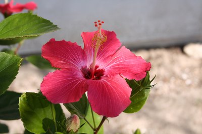 hibiscus